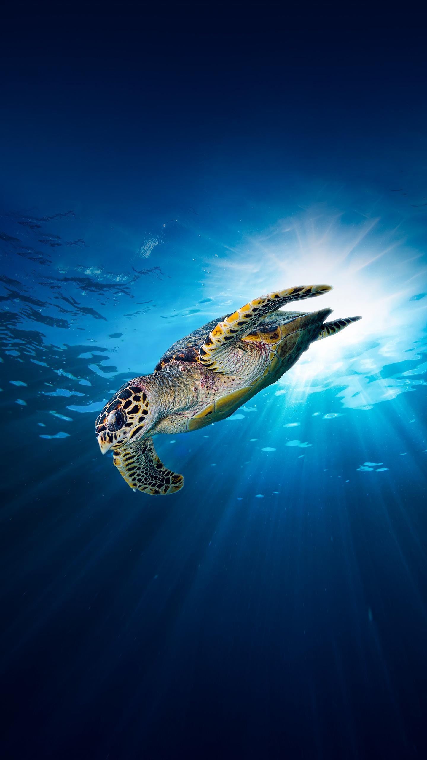 Loggerhead Sea Turtle 'Swim Shady' Released After Recovery from Boat Strike