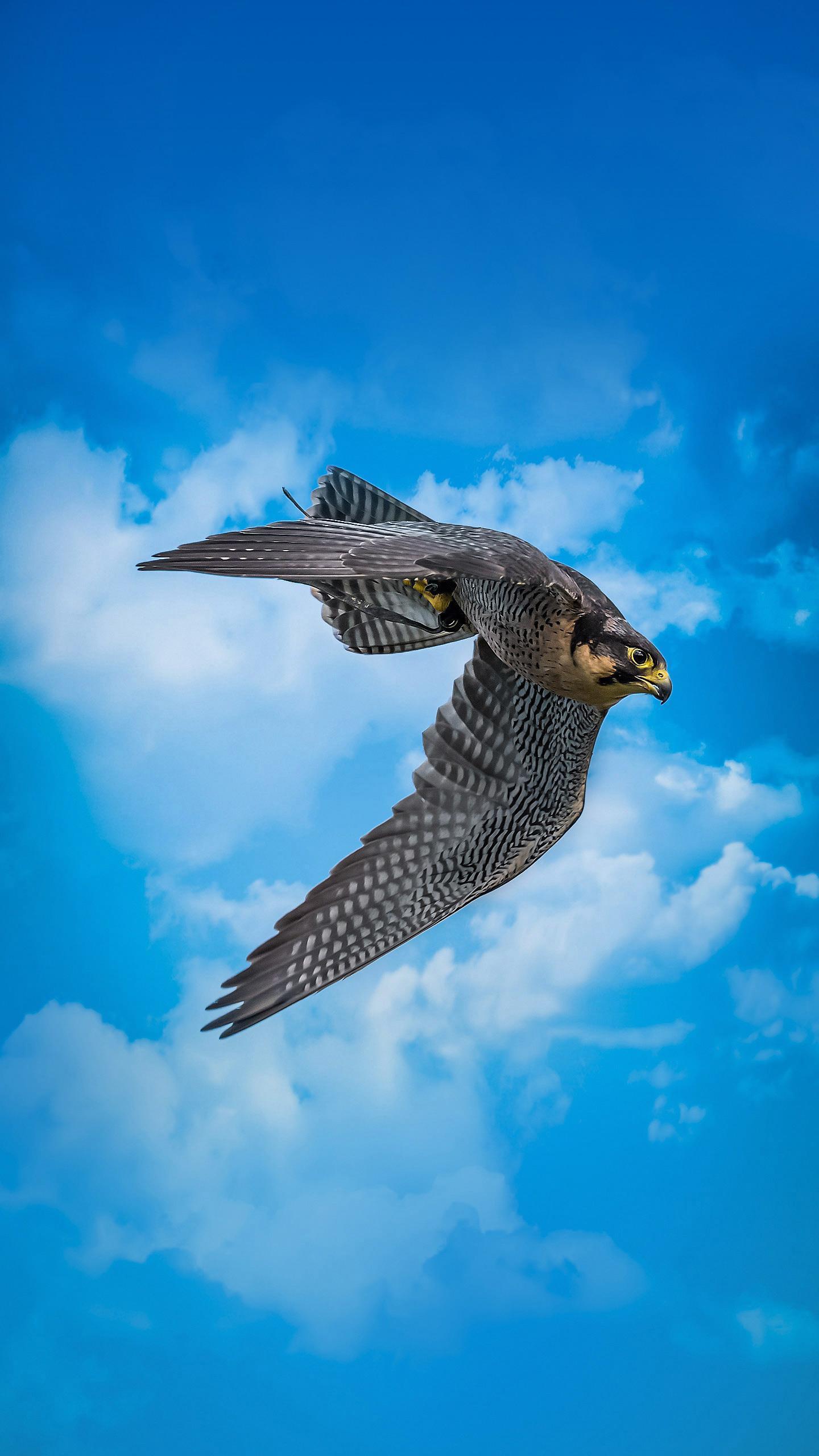 Peregrine Falcon Livestream Captivates Australian Audiences with 'Nestflix'
