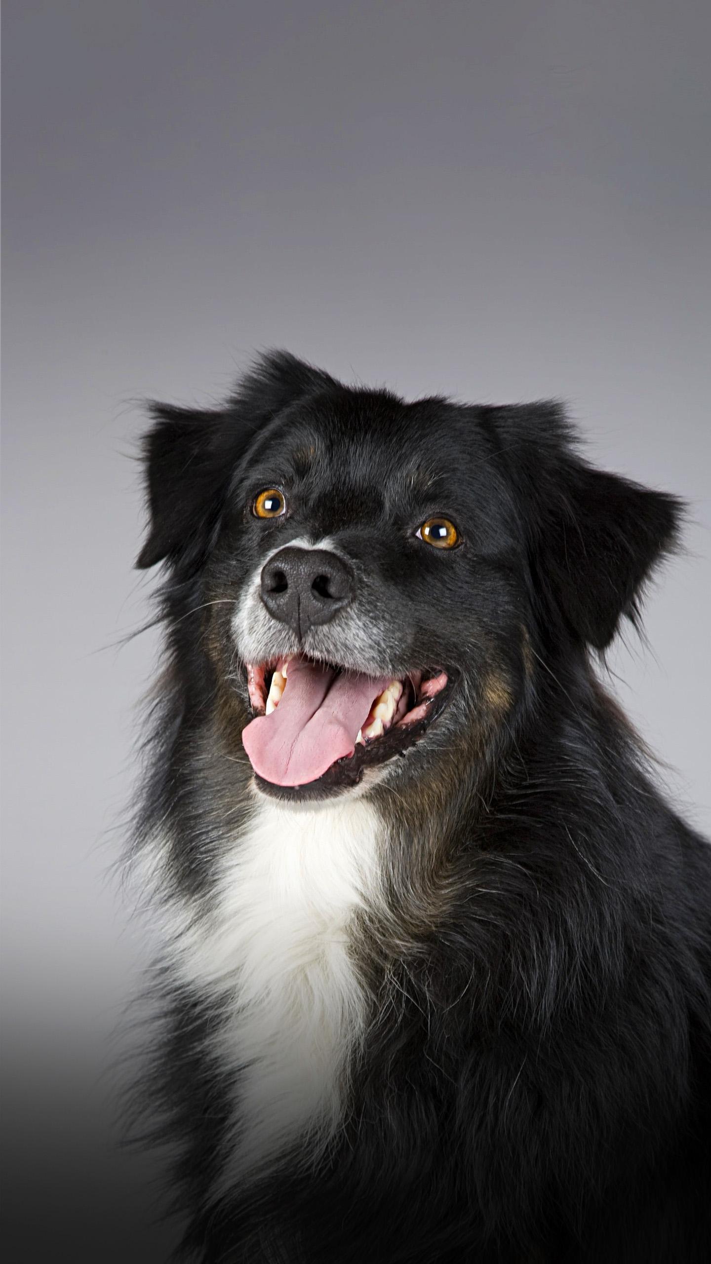 D.C. Shelter Dog Teaches Introverted Reporter Valuable Lessons on Trust