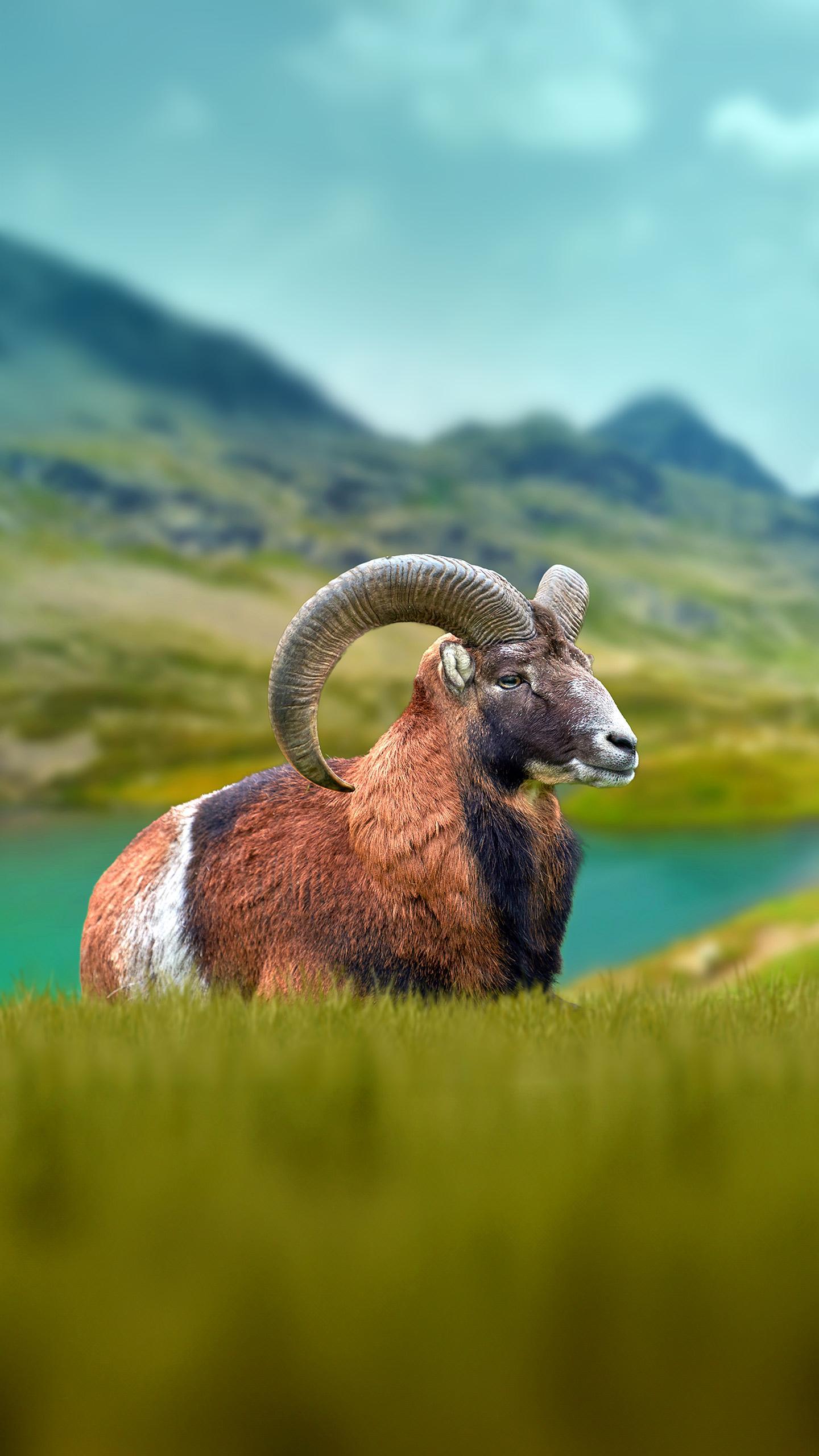 Wild Mouflons Embrace Therapeutic Role at Thomayer University Hospital