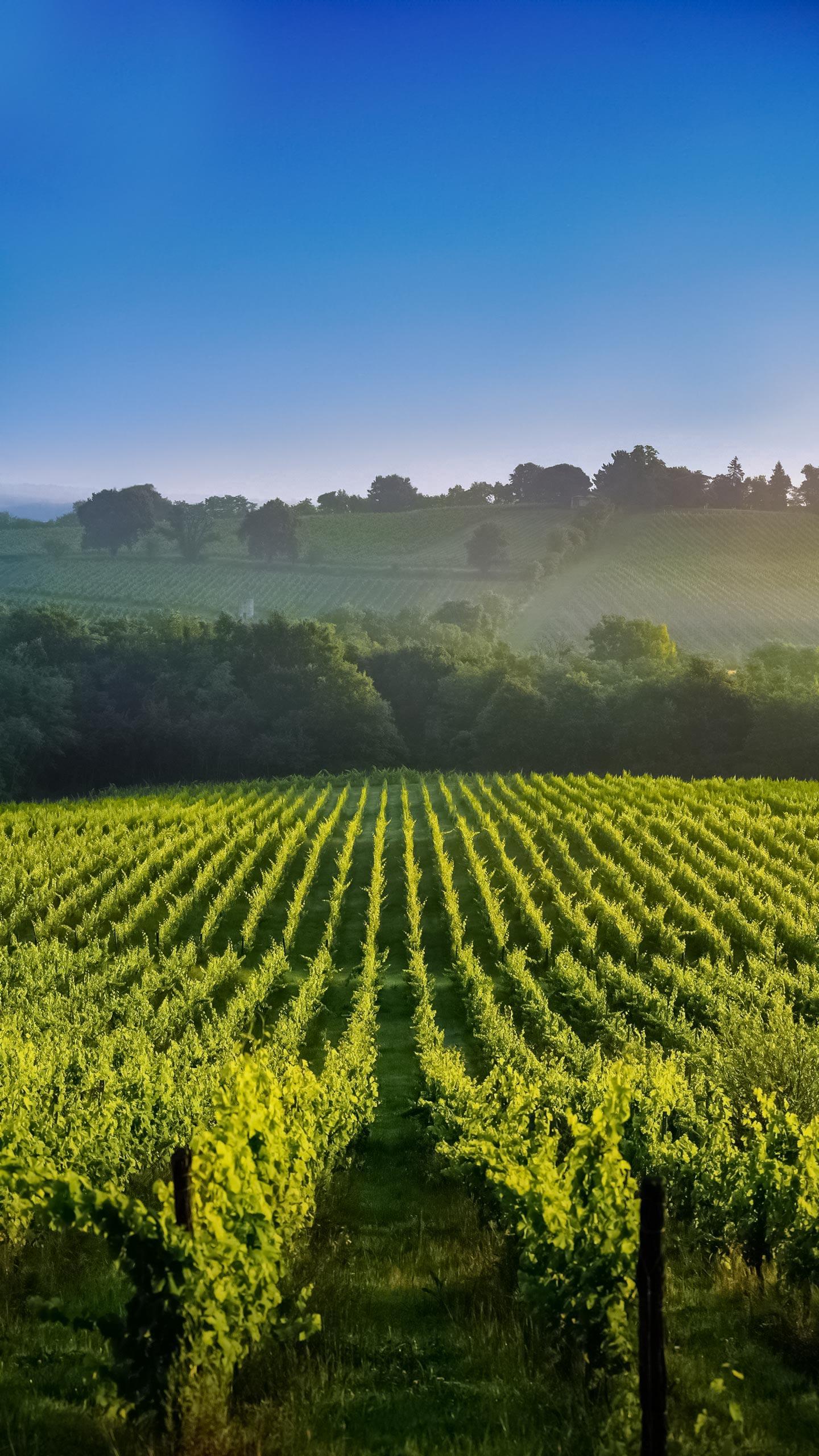 Nashoba Valley Winery Continues Legacy as Massachusetts' Oldest Winery