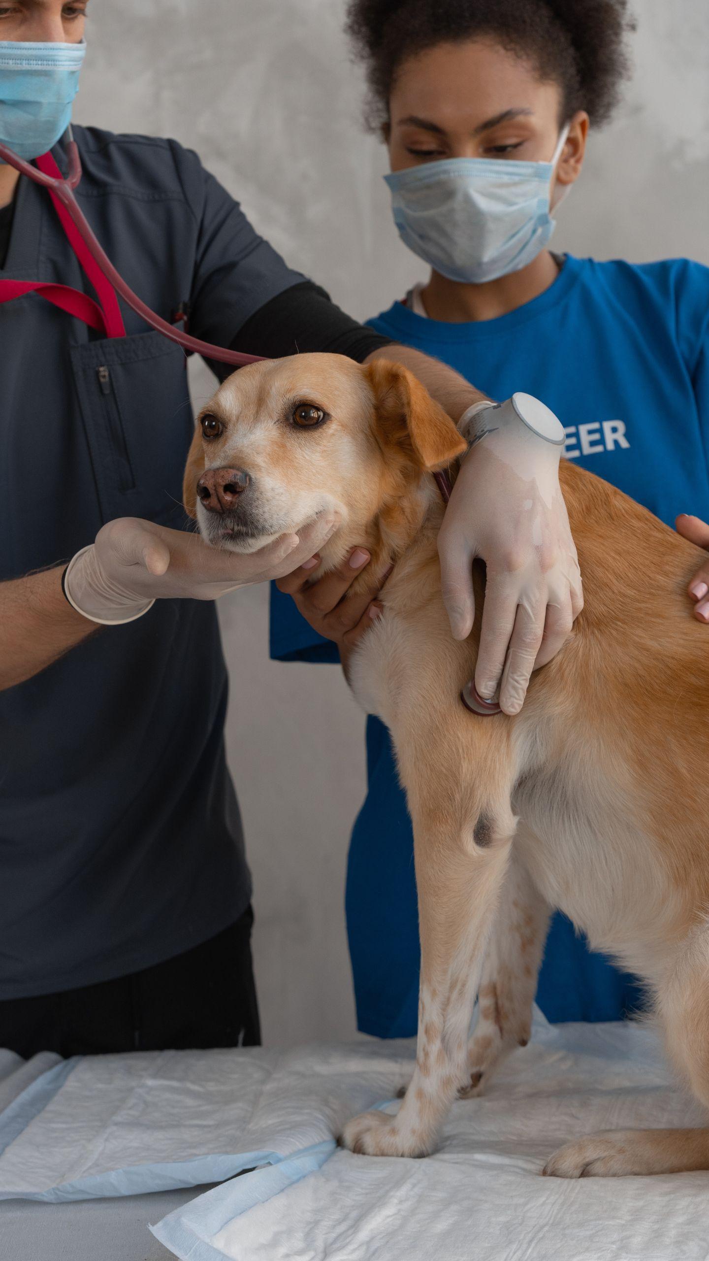 Dog's Shave for Vet Visit Sparks Online Amusement