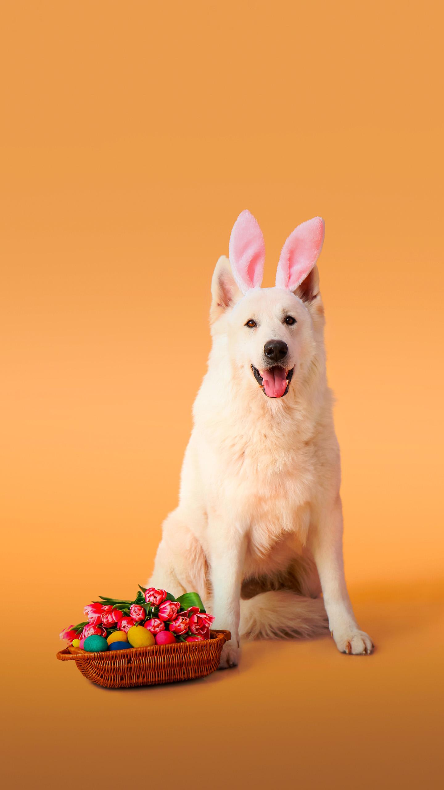 Michigan Humane Seeks Homes for Wallace the Rabbit and Toby the Dog