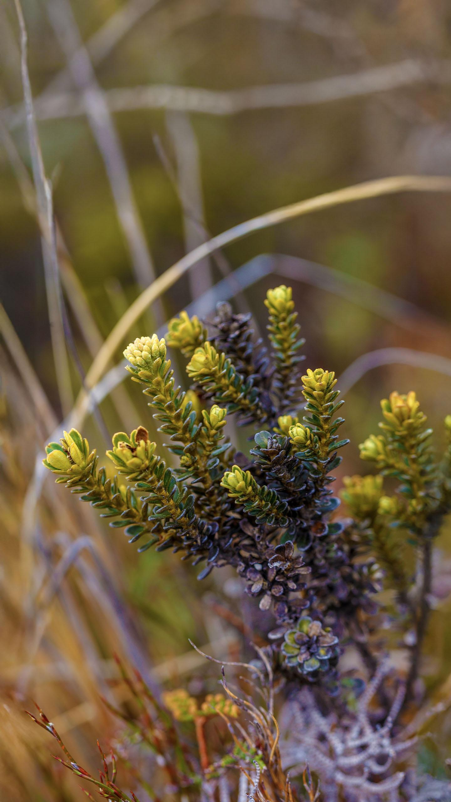 Alien Invasive Plants Challenge Australian Authorities in Environmental Management