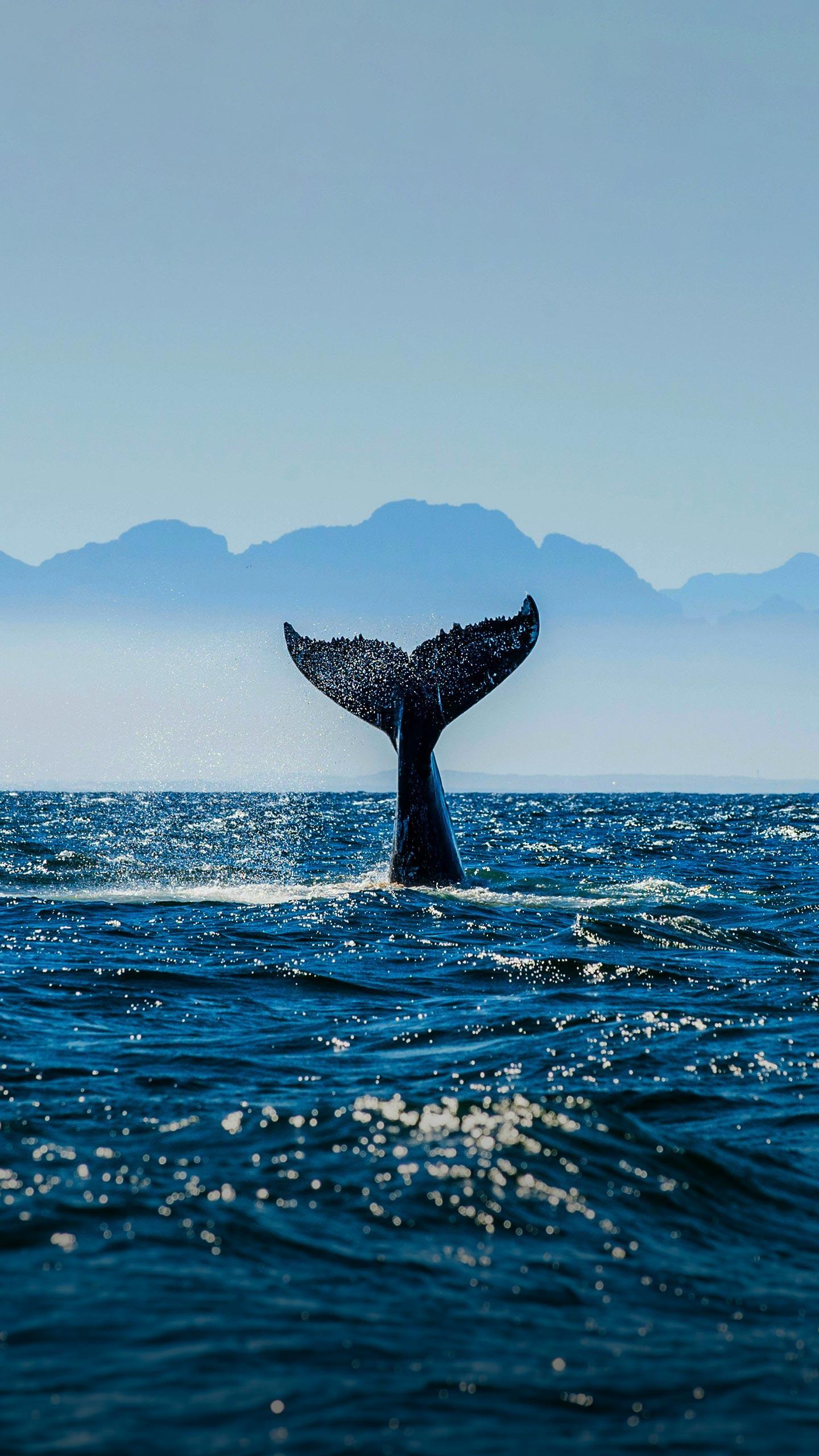 CDC Faces Challenges in Flu Vaccine Development Due to Reduced Global Data Sharing