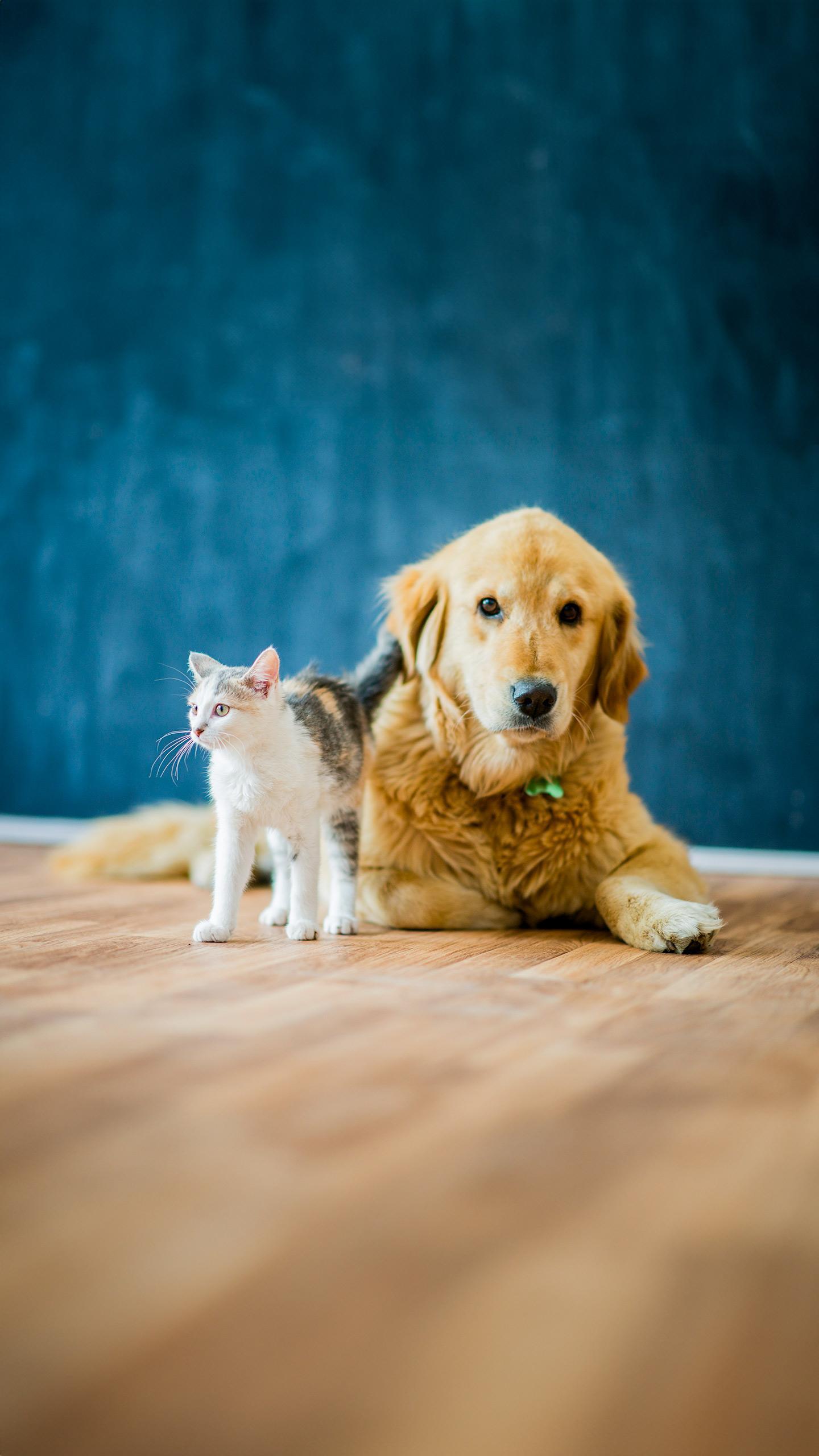 Blind Kitten Adopted After Glaucoma Battle, Hearts Melt at Owner’s Update